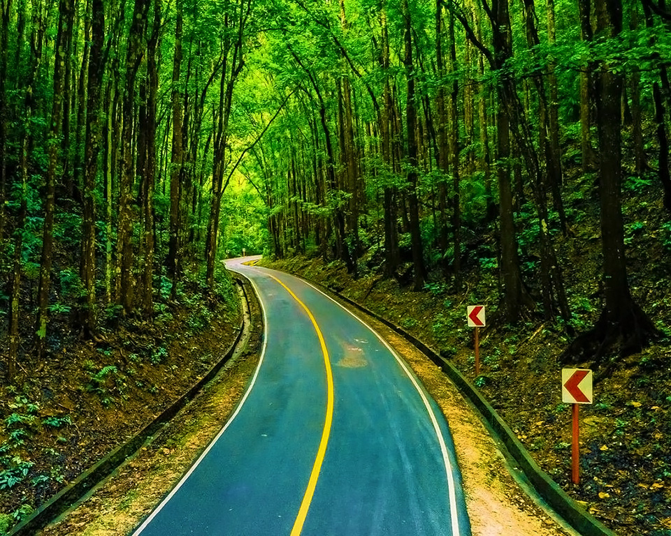 Bilar Man-Made Forest. Popular Tourist Attractions in Bohol Philippines