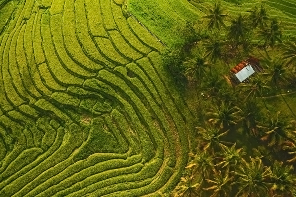 CADAPDAPAN RICE TERRACES IN CANDIJAY, BOHOL. Popular Tourist Attractions in Bohol Philippines