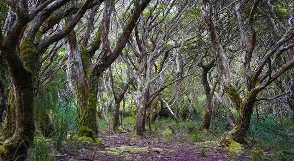 Mount Hamiguitan Range Wildlife Sanctuary. Tourist Spots in Mindanao