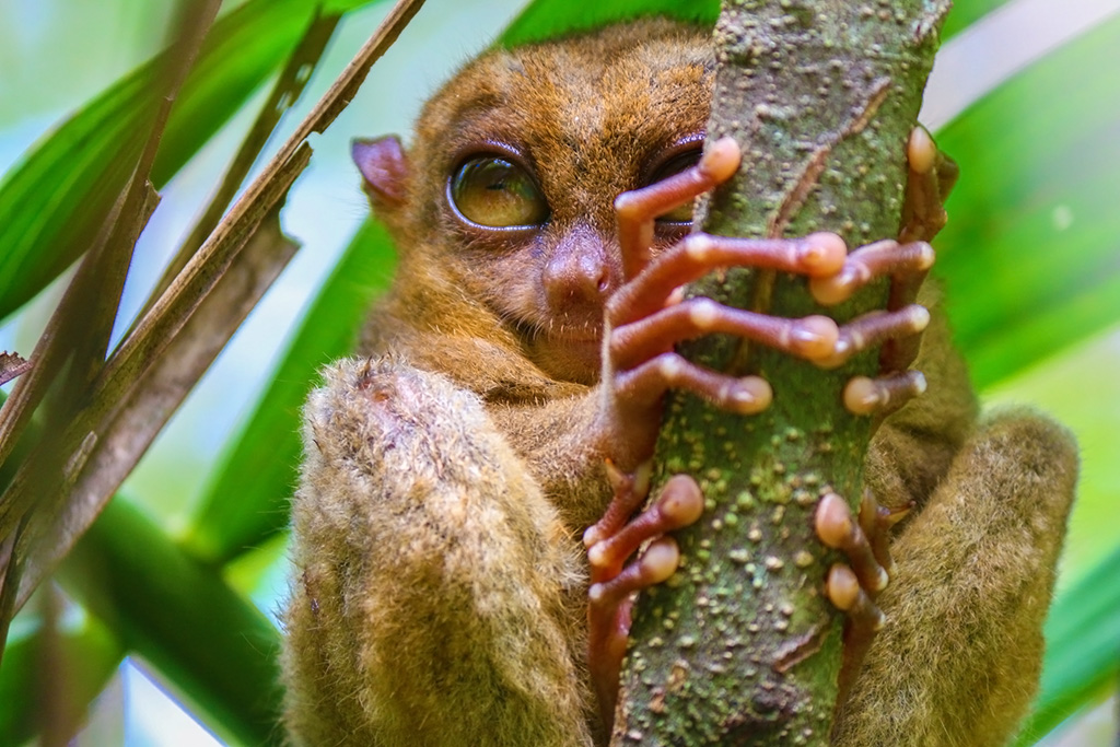 Philippine Tarsier and Wild Sanctuary. Popular Tourist Attractions in Bohol Philippines