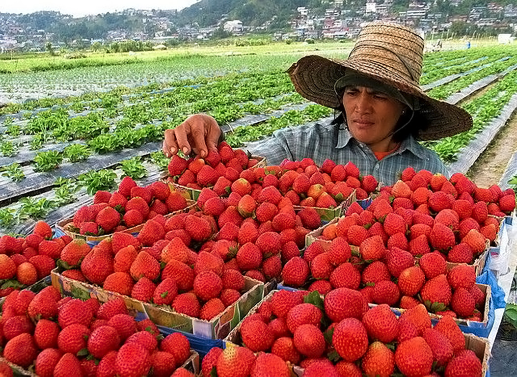 Strawberry-Farm.-Tourist-Spots-in-Baguio.jpg
