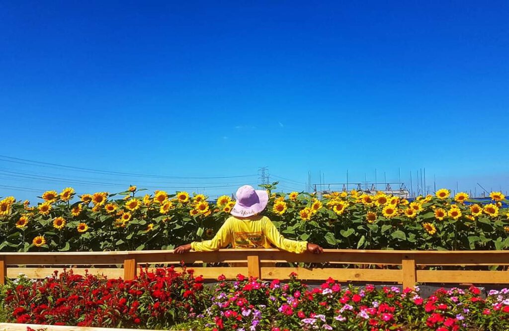 Sunflower Eco Park. Pangasinan Tourist Spot