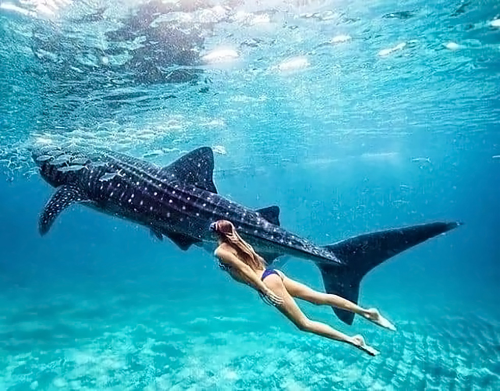 Whale sharks Oslob, Cebu Island Philippines. Best Summer Destinations in Philippines