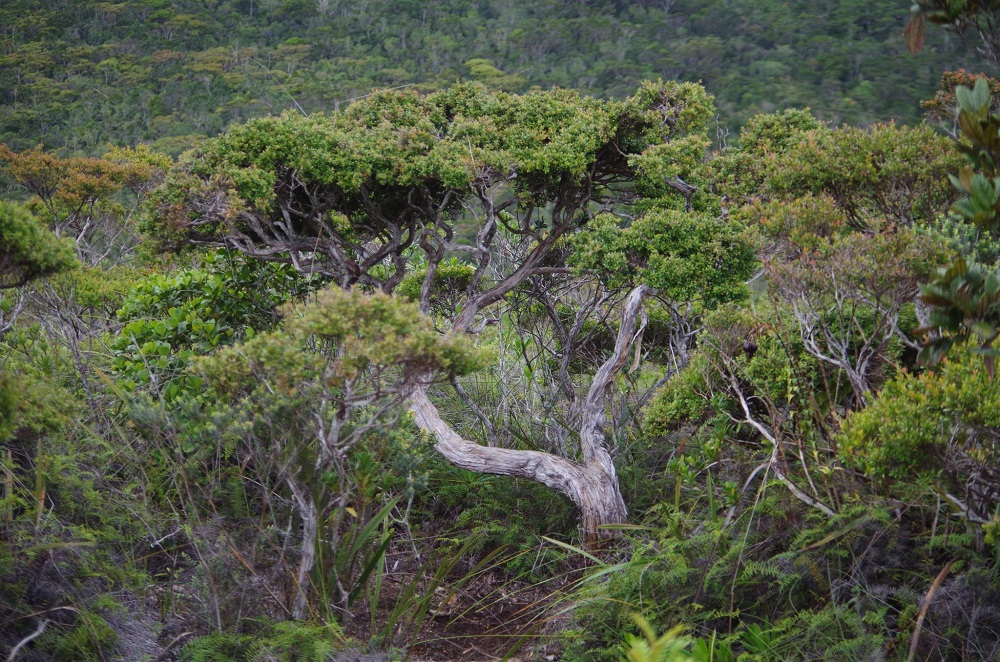 mt. hamiguitan -  best tourist spots in davao oriental