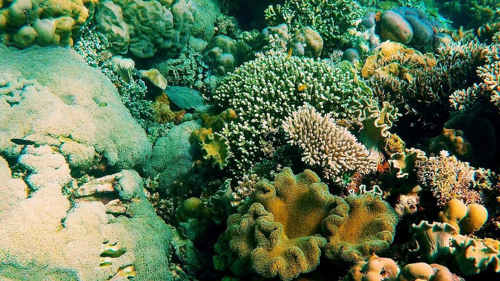 Coral Garden - Samal Island