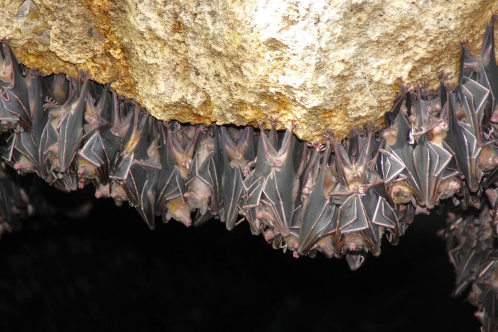 Monfort Bat Cave - Samal Island