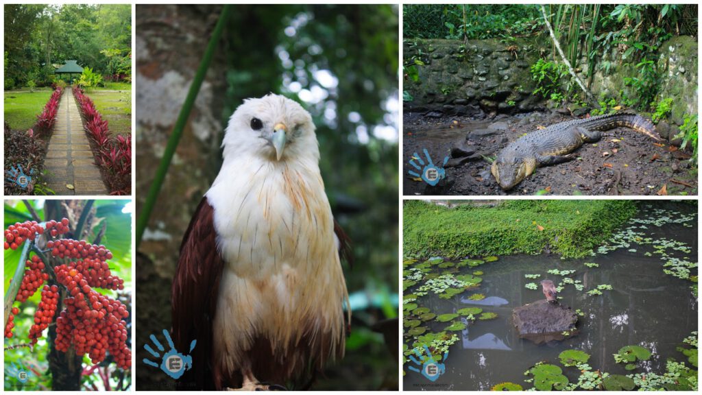 The Philippine Eagle Center - Best Tourist Spots in Davao City