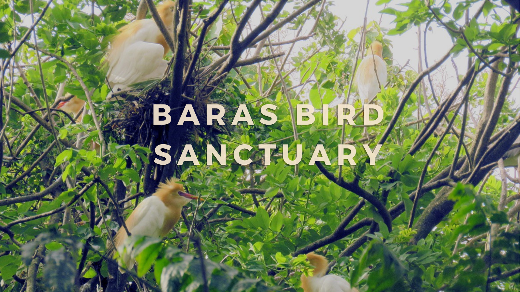 Tourist Spots in Mindanao│Baras Bird Sanctuary │Tacurong, Sultan Kudarat