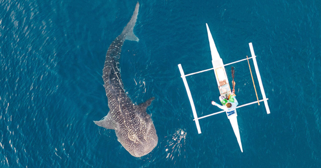 Donsol Whale Shark Interaction - Sorsogon Tourist Spots