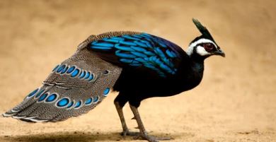 peacock - trip to marinduque