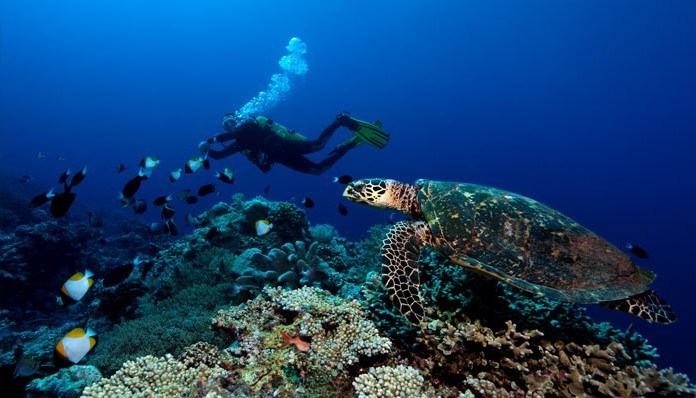 Scuba Diving in Apo Reef - Mindoro