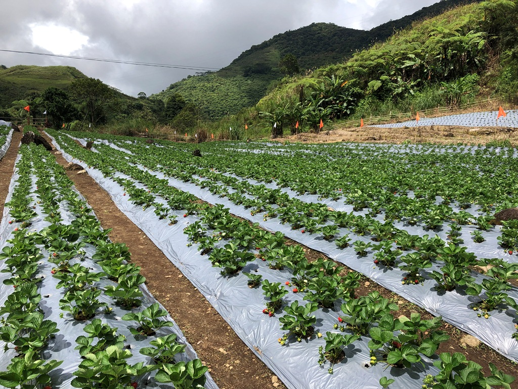 Strawberry Farms - Misamis Occidental Tourist Spot