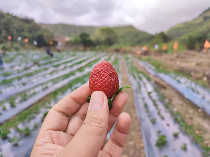 Strawberry Farms - Misamis Occidental Tourist Spot