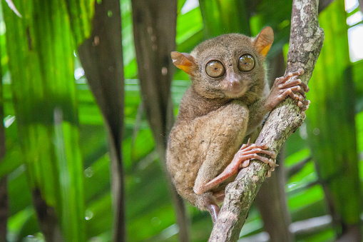 tarsier - trip to mariduque