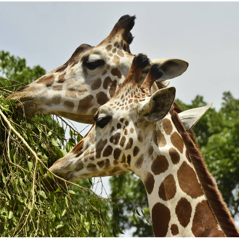 giraffe - Cebu Safari and adventure park