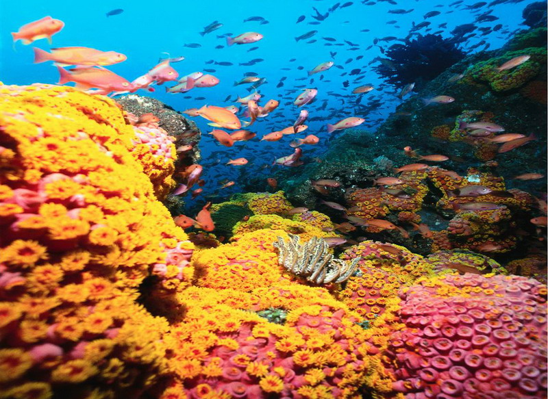UNIQUE TOURIST SPOT -Tubattaha Reef - Colorful Coral Garden
