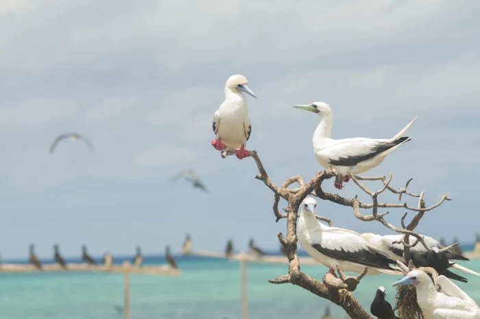 UNIQUE TOURIST SPOT -tubbataha reefs ENDEMIC AND MIGRATORY BIRDS 