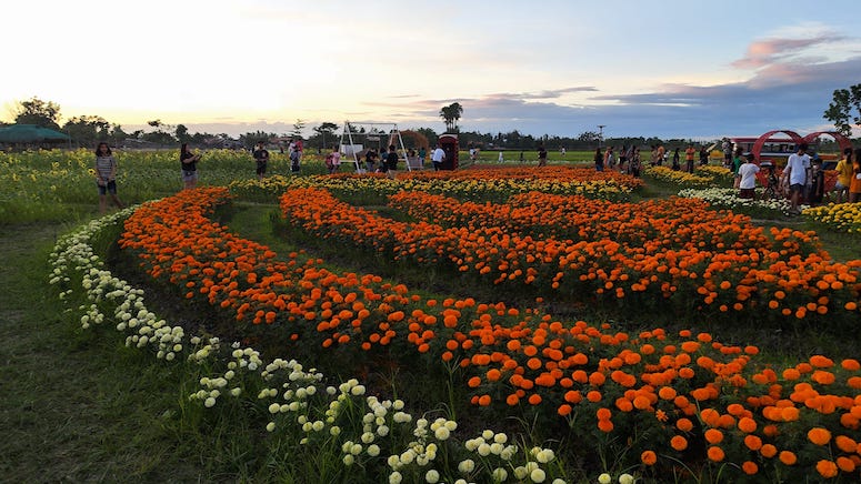 Farm Villaronte’s Flower Farm - Exploring Nueva Ecija