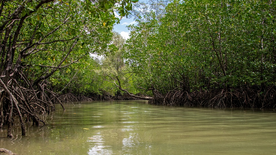 Casapsapan-Mangrove, Casiguran Aurora Philippines